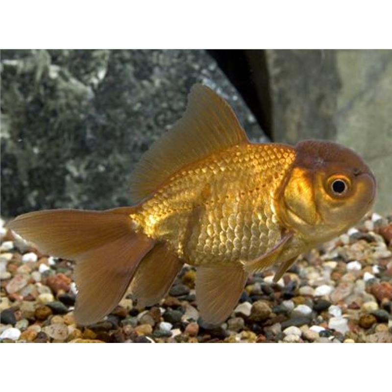 Carassius auratus chocolate oranda - imagine 4
